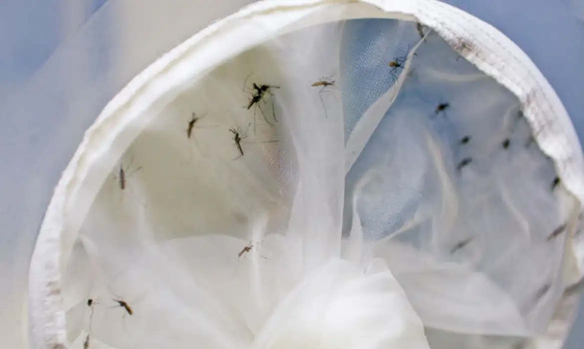 Brasil já registrou 391 mortes por dengue de janeiro até esta segunda-feira (11), conforme dados do Painel de Monitoramento das Arboviroses do Ministério da Saúde. De acordo com o levantamento, os casos prováveis da doença chegaram a 1.538.183 e há 854 mortes e investigação.