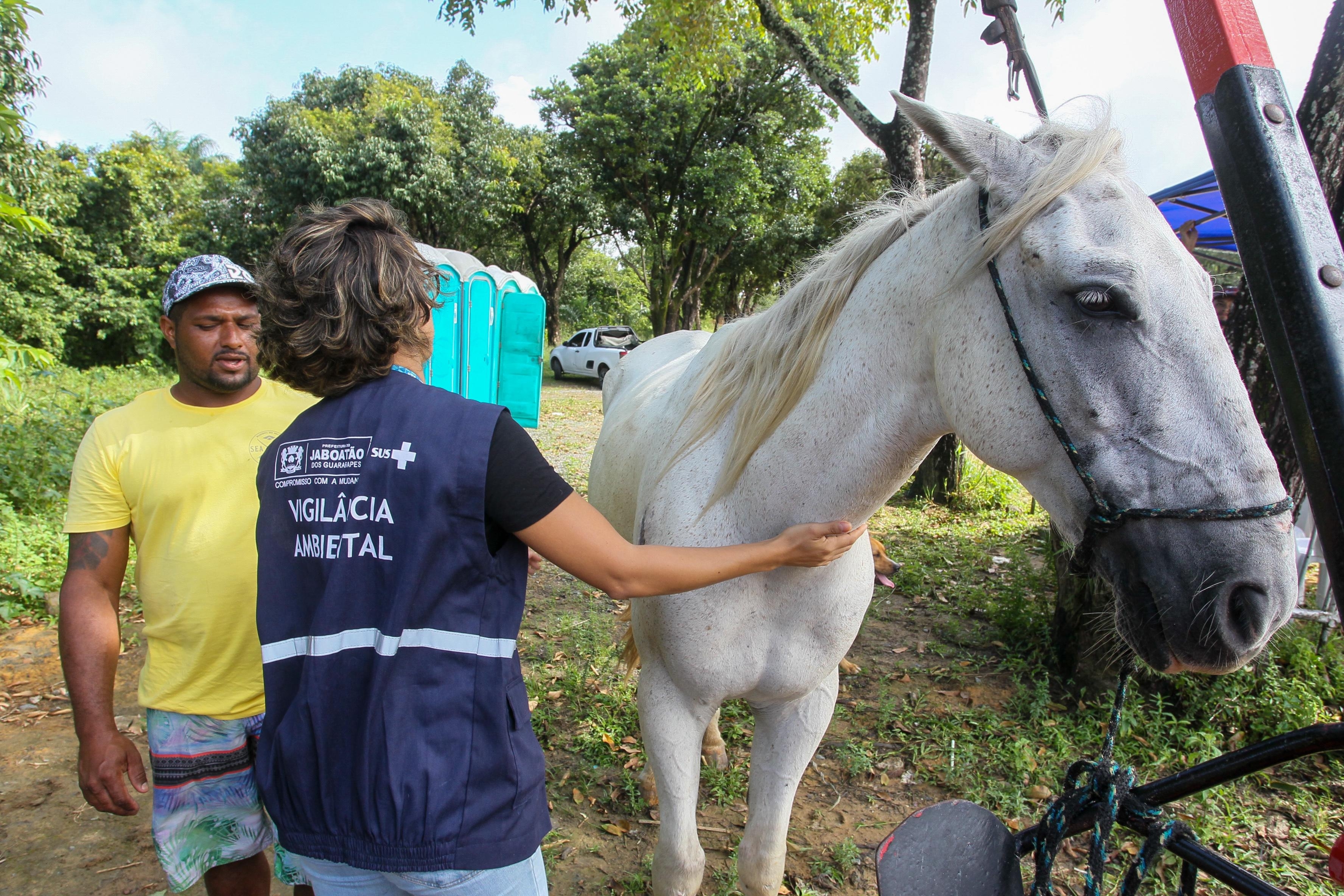 A Prefeitura do Jaboatão dos Guararapes, por meio da Secretaria Executiva de Bem-Estar Animal, lançou, nesta terça-feira (2) o programa Jaboatão Cuida, uma ação de atendimento veterinário para equinos, que vai beneficiar 200 animais previamente cadastrados para receberem atendimento especializado.