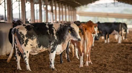 A Operação Rei do Gado deflagrada na manhã desta quarta-feira (17) pela Receita Federal apura a sonegação de impostos na compra e venda de gado no valor de quase R$ 1 bilhão.